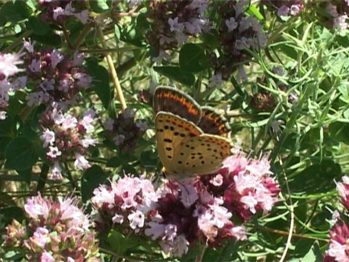 Brauner Feuerfalter ( Lycaena tityrus ),Weibchen, Flügelunterseite : Kaiserstuhl, 18.07.2006